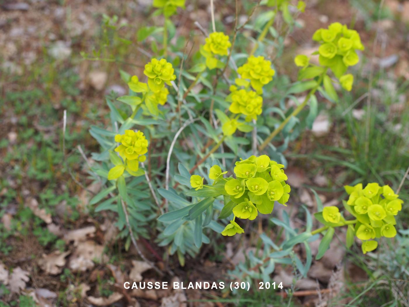 Spurge, [of Nice] plant